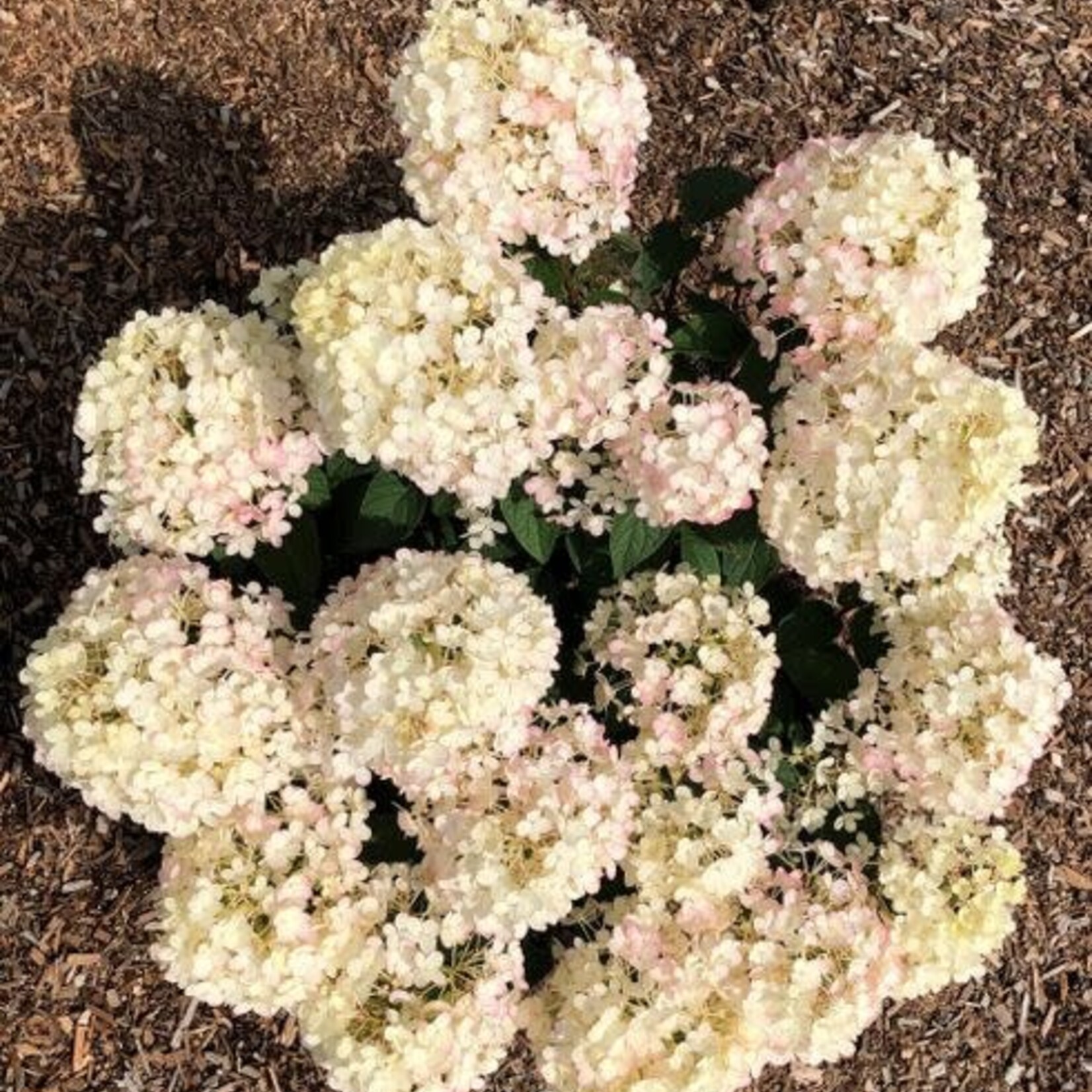 Hydrangea Dragon Baby