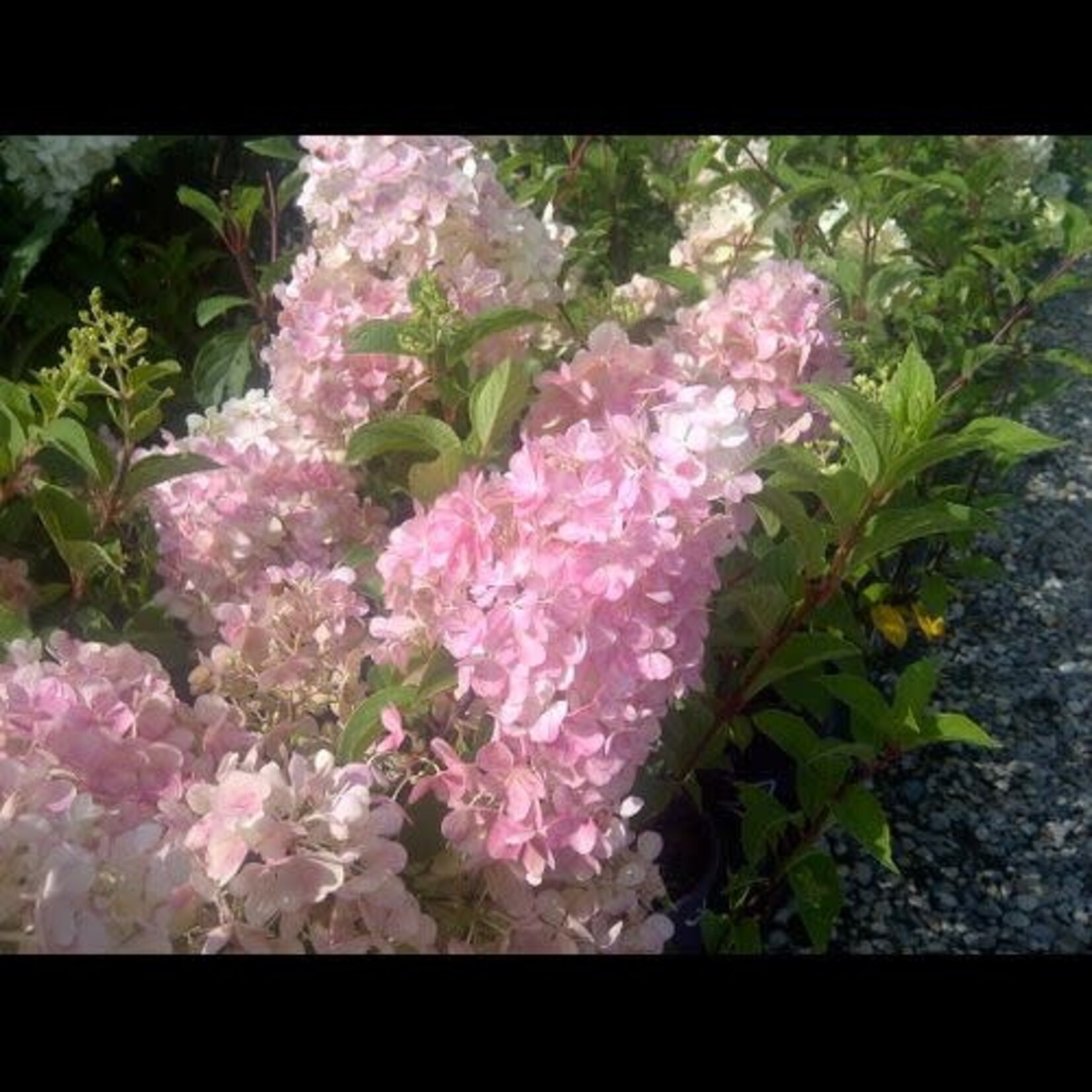 Hydrangea Vanilla Strawberry 5 gal