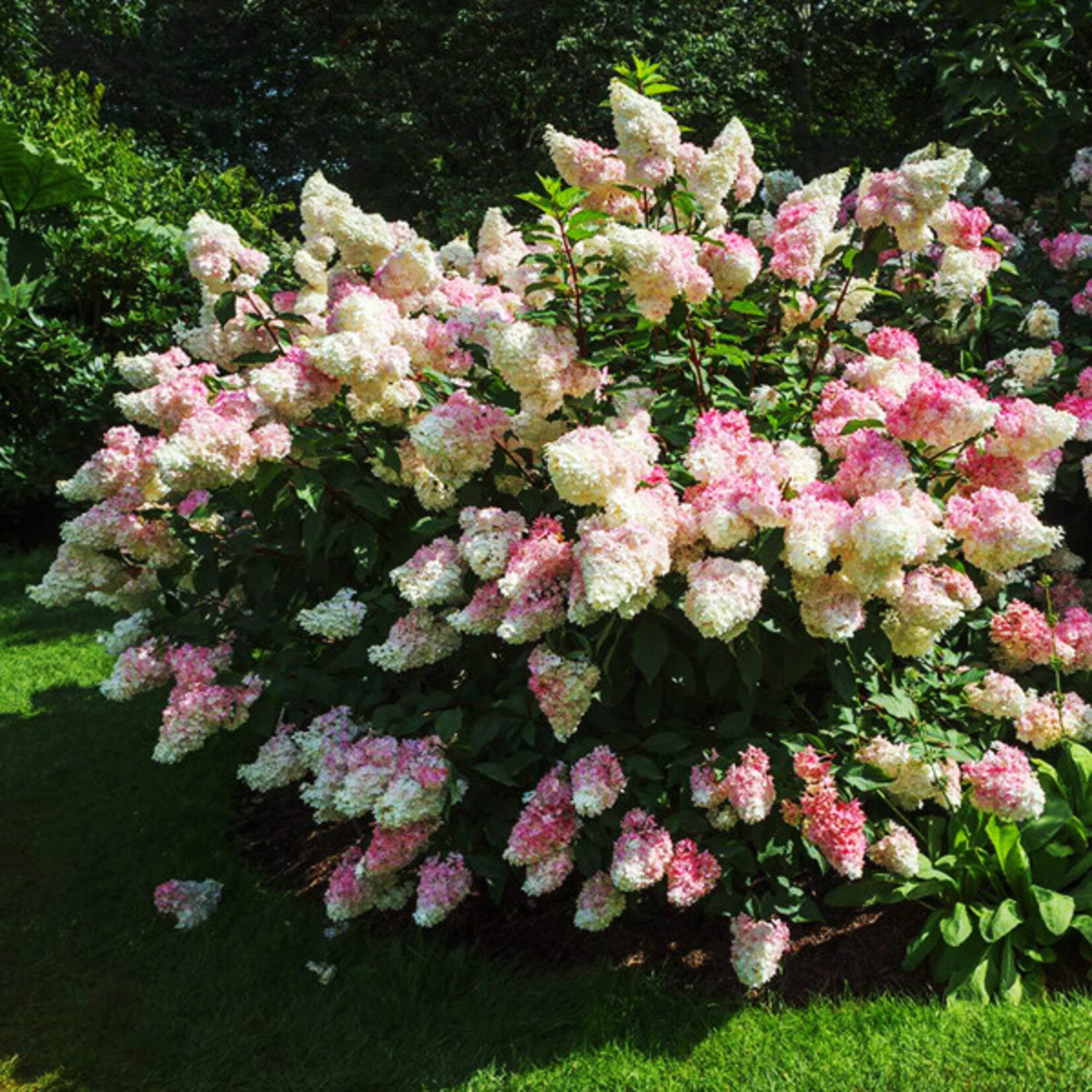 Hydrangea Vanilla Strawberry 5 gal