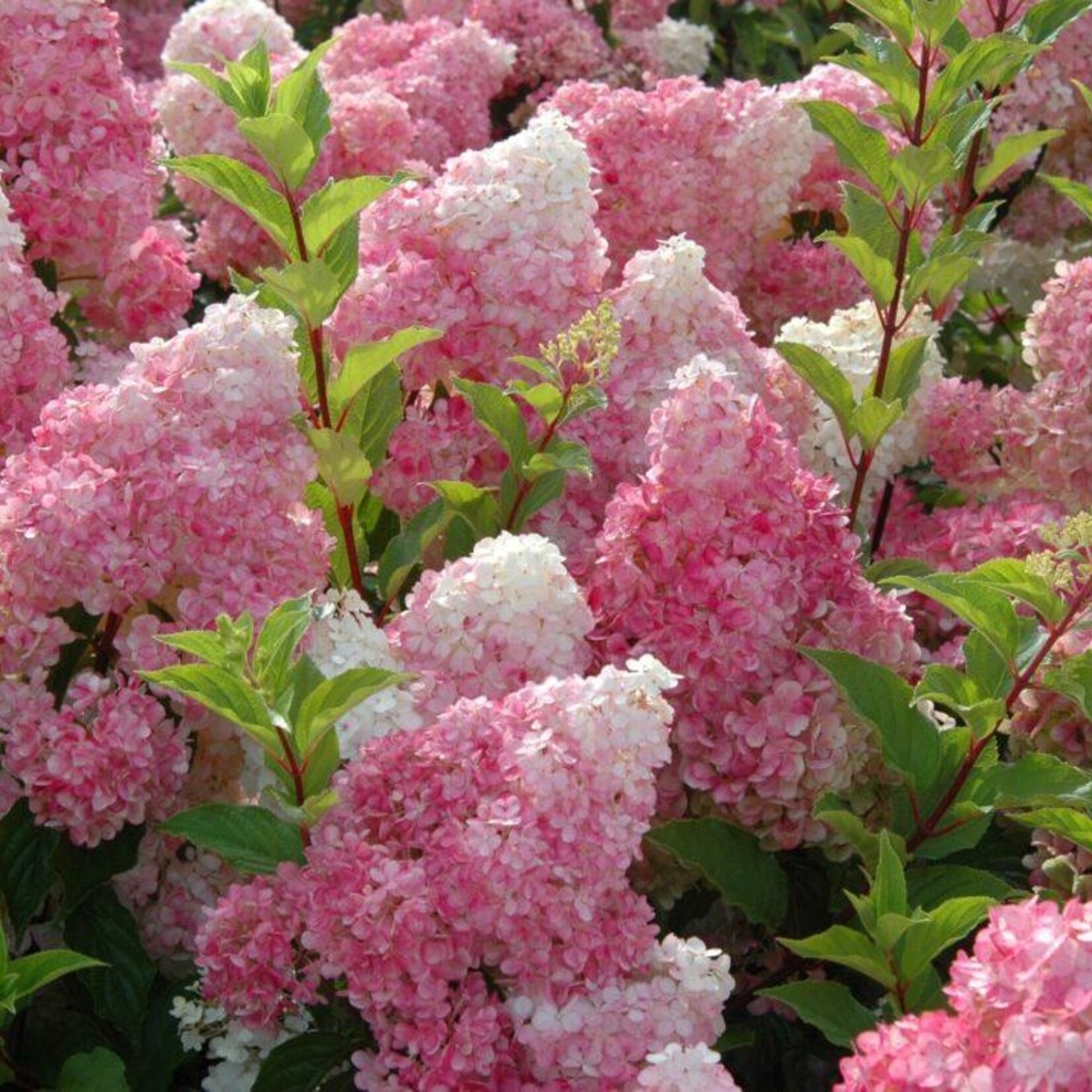 Hydrangea Vanilla Strawberry 5 gal