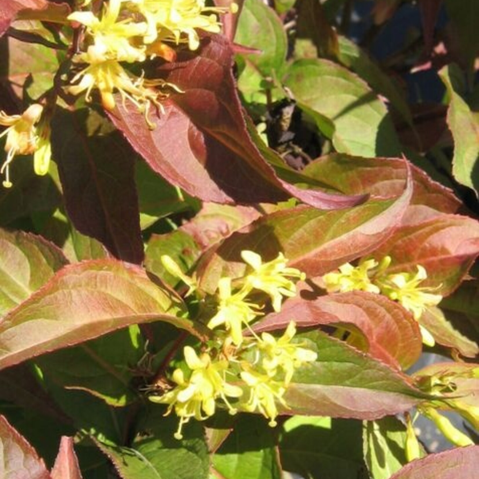 Diervilla (Honeysuckle) Dwarf Bush Copper 2 Gal