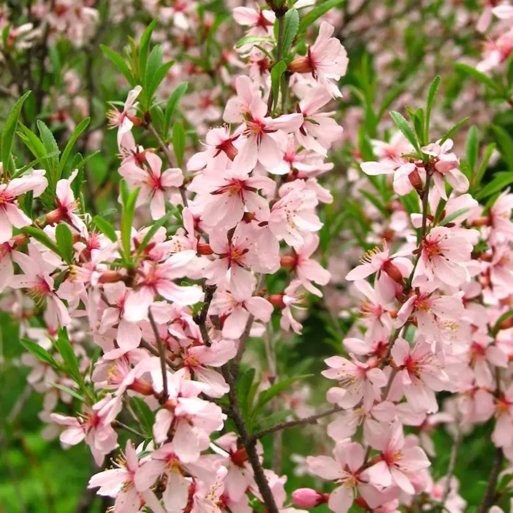 Russian Almond 2 Gal