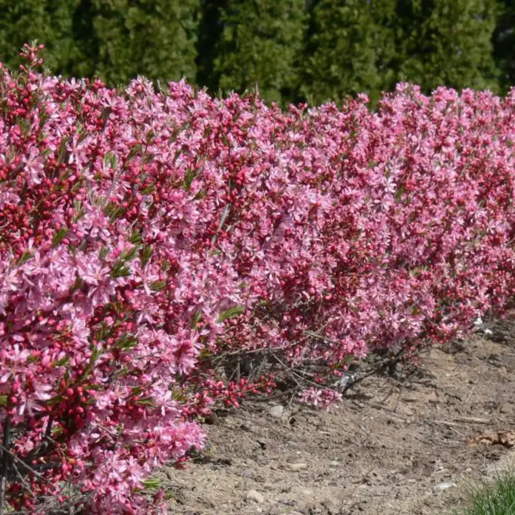 Russian Almond 2 Gal