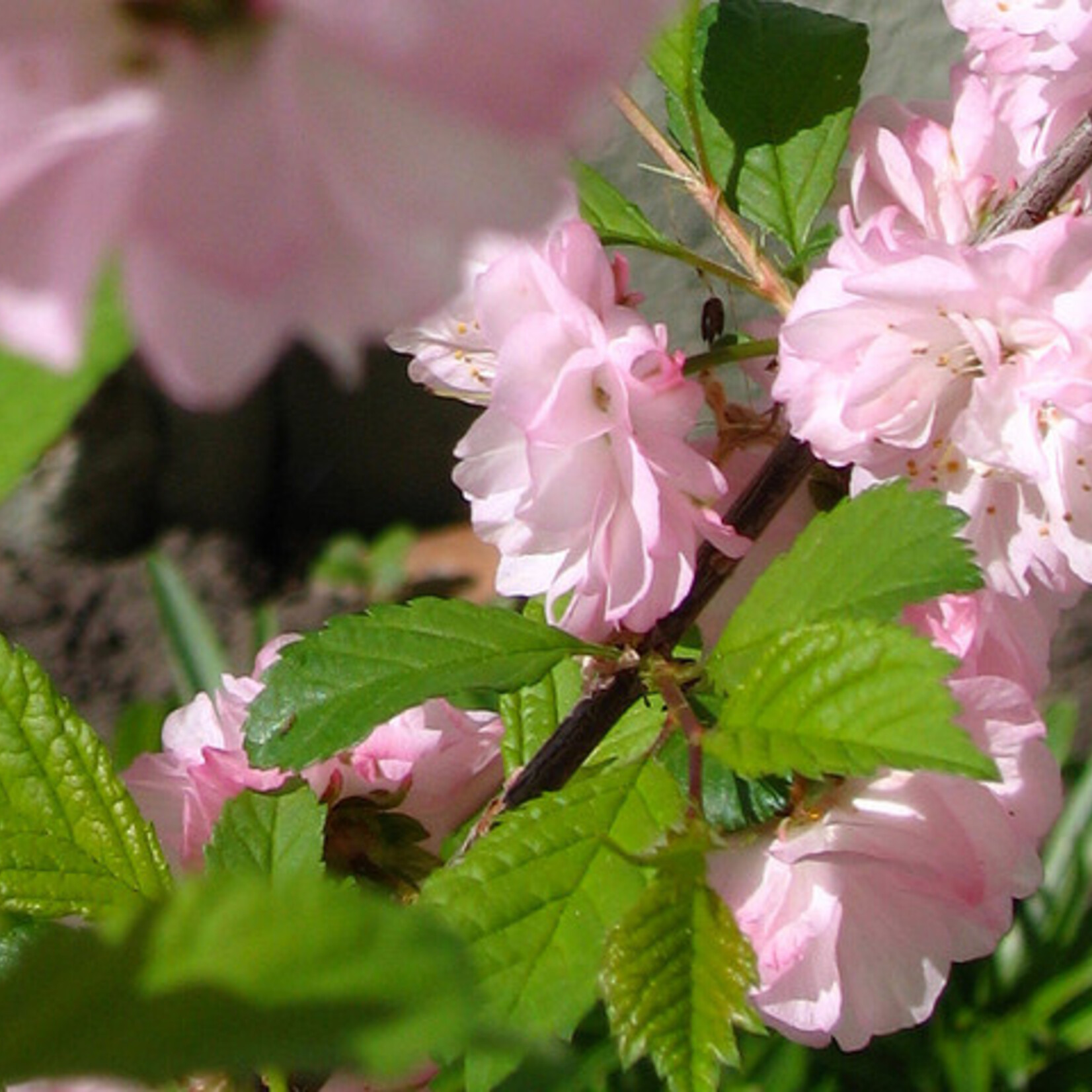 Double Flowering Plum 5 gal