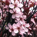 Purple Leaf Sand Cherry