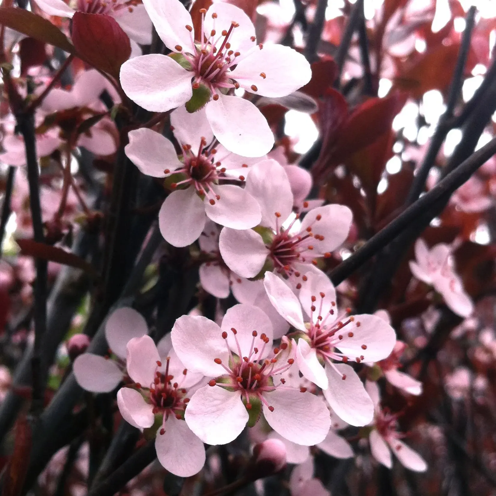 Purple Leaf Sand Cherry 2 gal