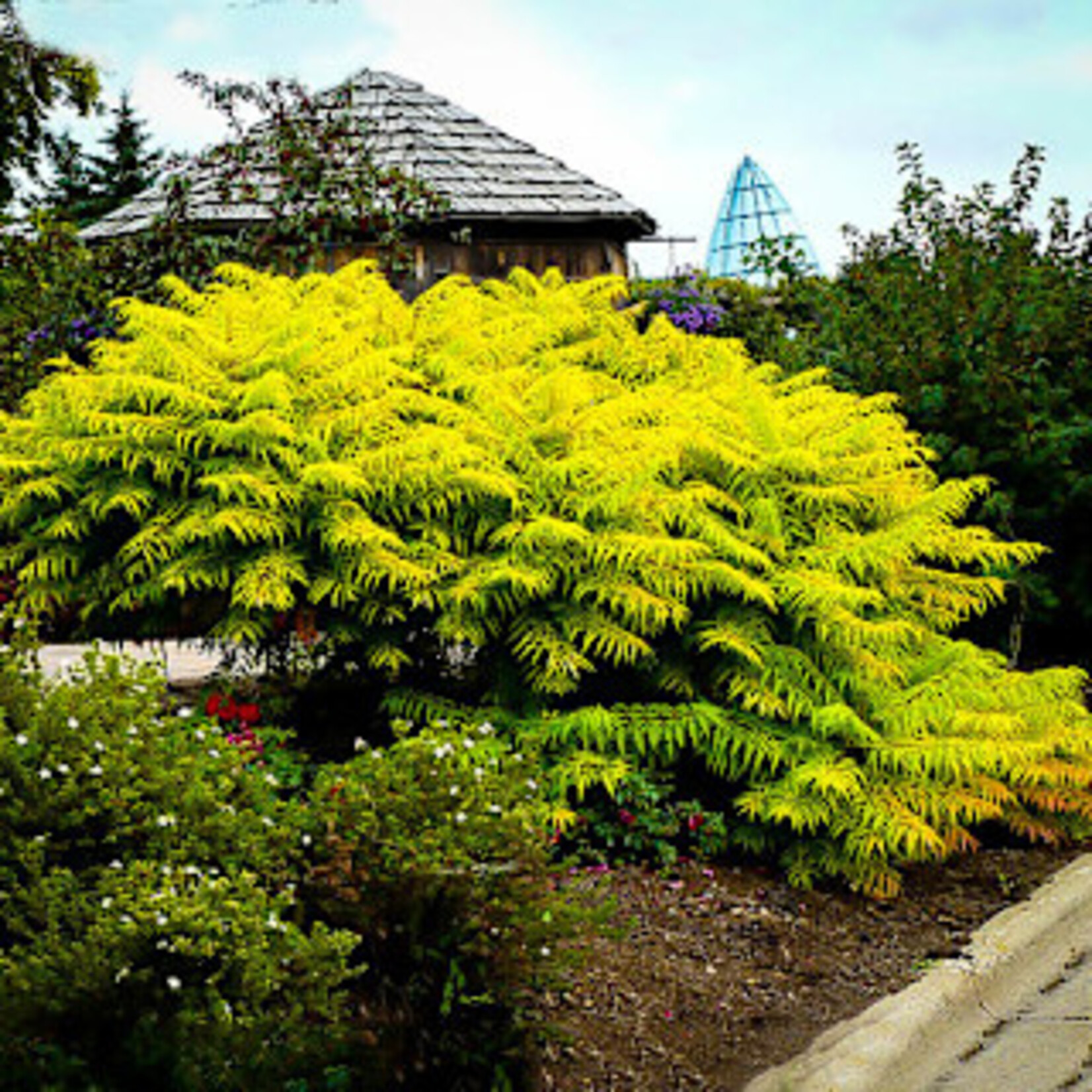 Sumac Tiger Eyes 5 gal