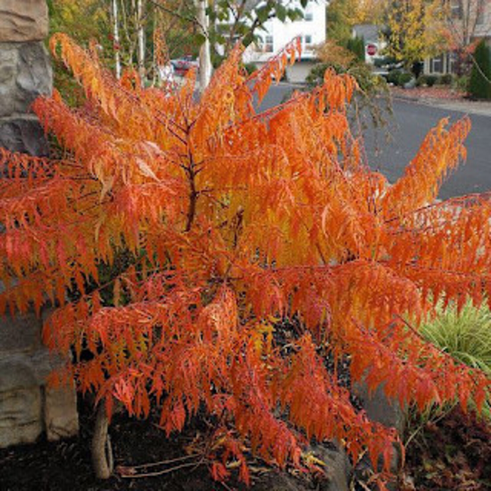 Sumac Tiger Eyes 5 gal