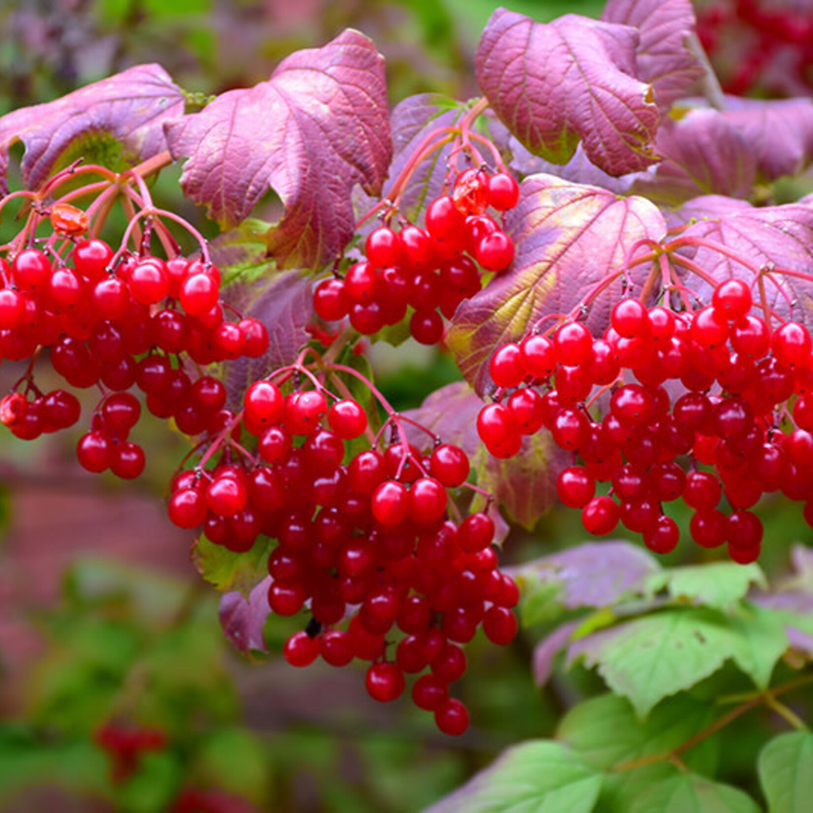 Cranberry American Highbush 2 gal