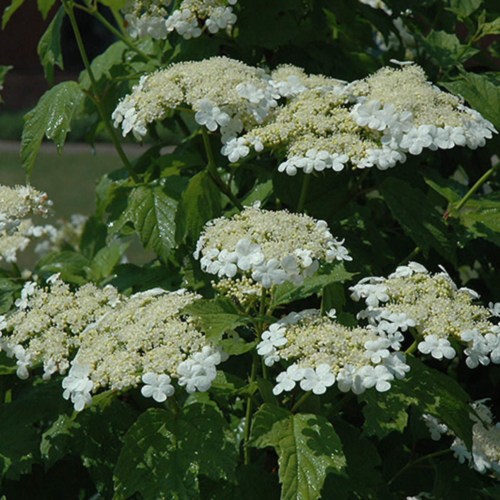 Cranberry American Highbush 2 gal