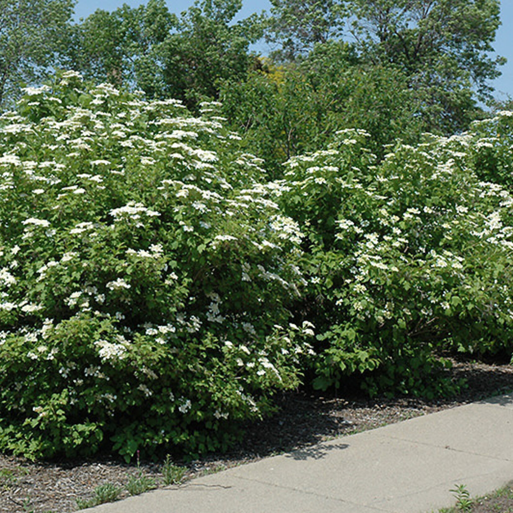 Cranberry American Highbush 2 gal