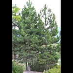 Pine Ponderosa