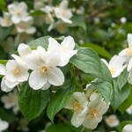Mock Orange