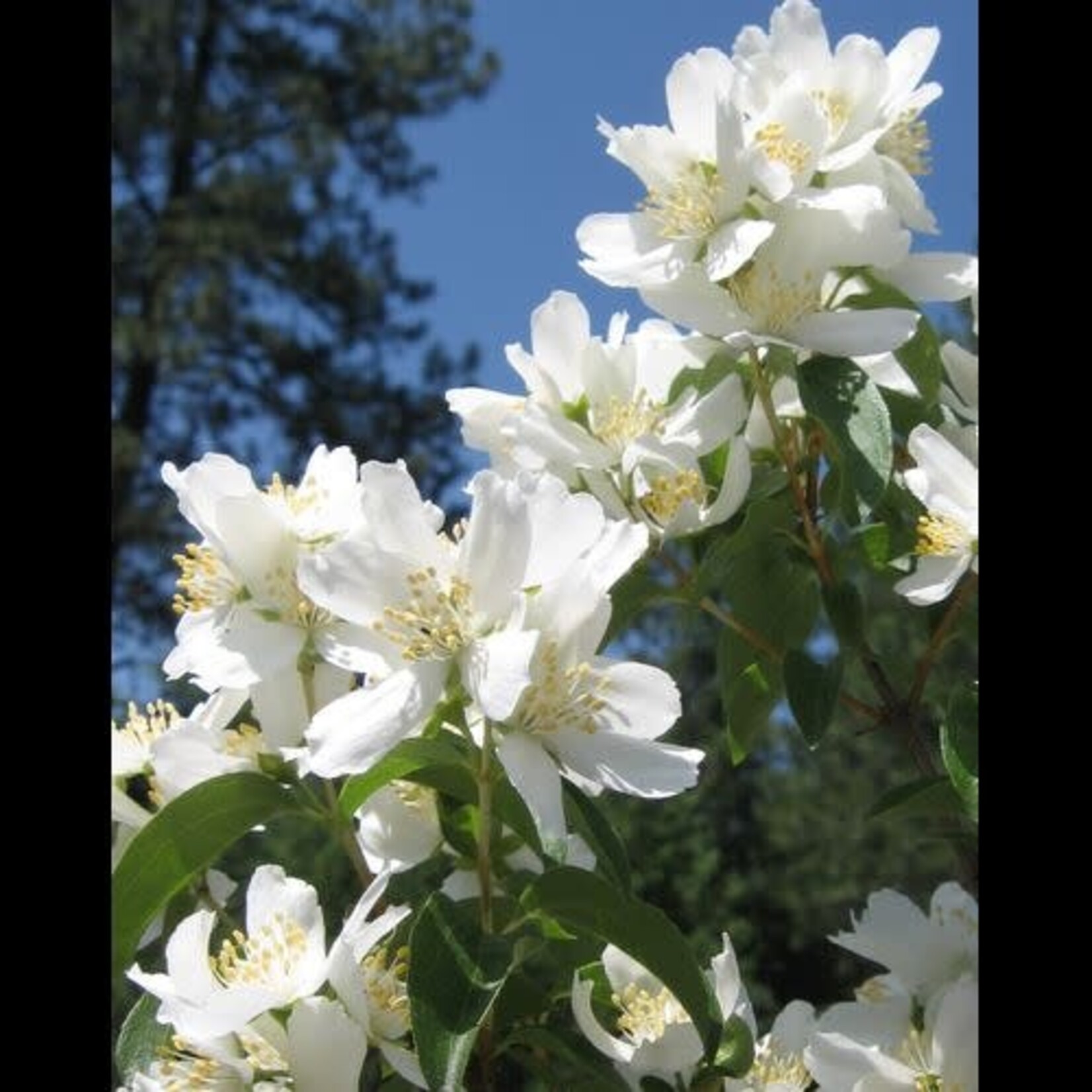 Mock Orange Blizzard 2 gal