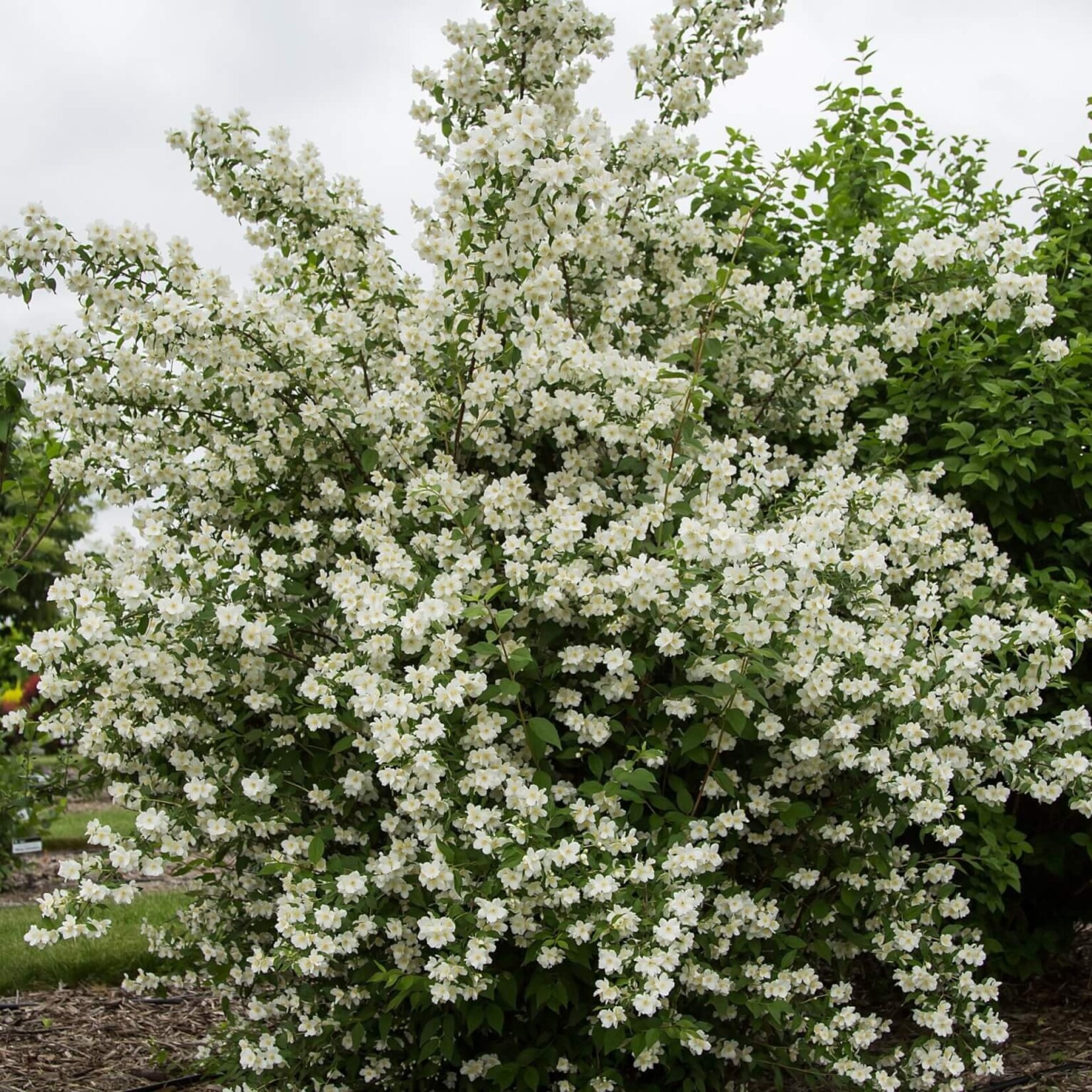 Mock Orange Blizzard 2 gal
