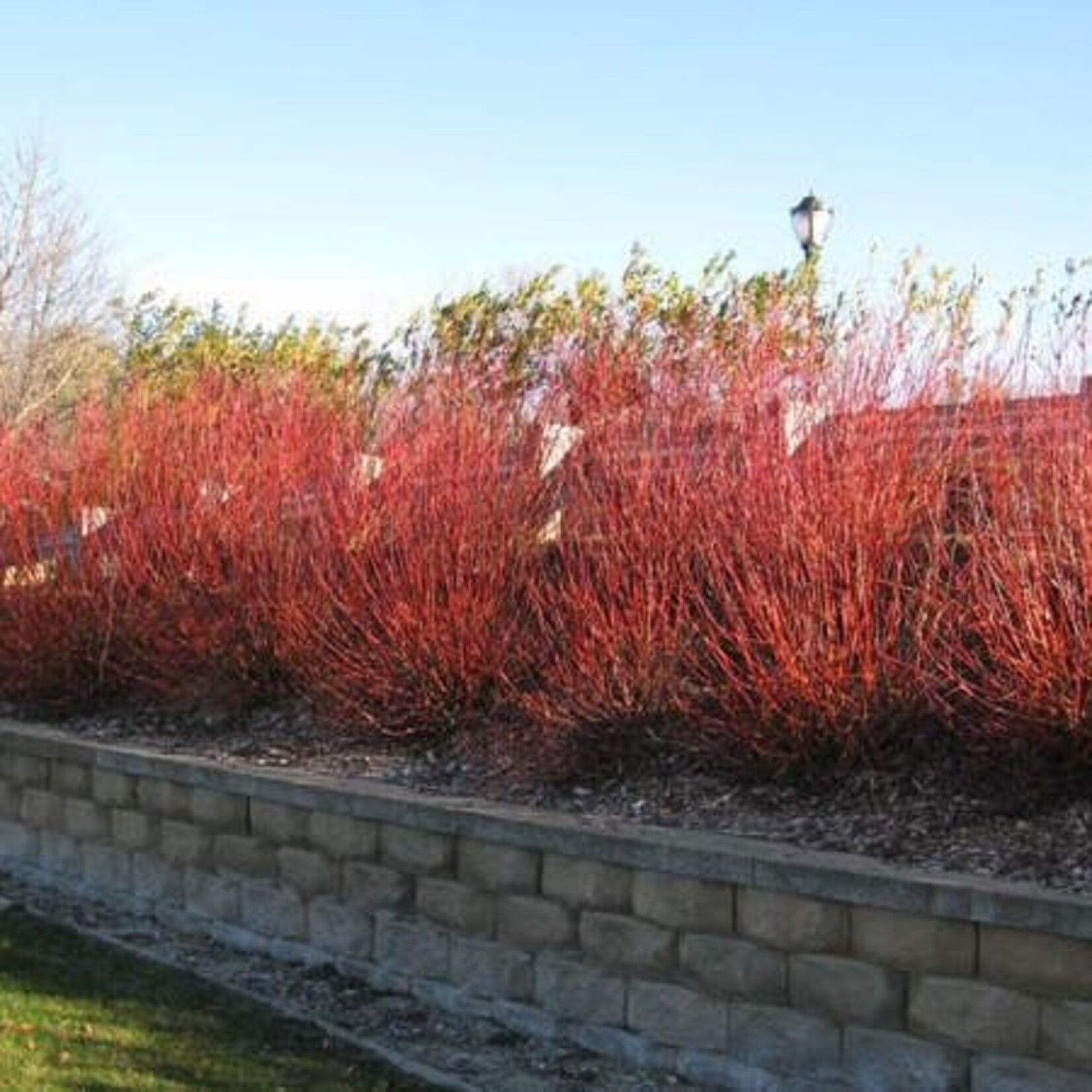 Willow Flame 1 gal