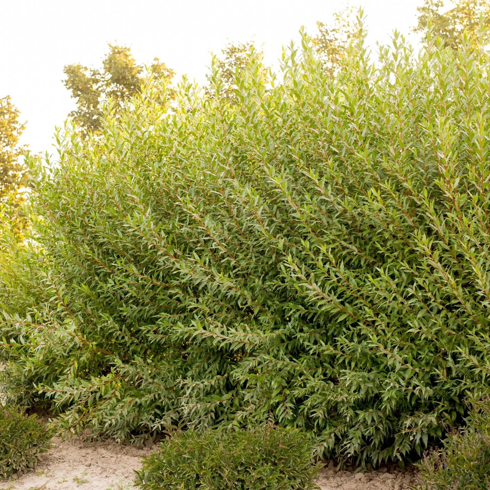 Willow Flame 1 gal
