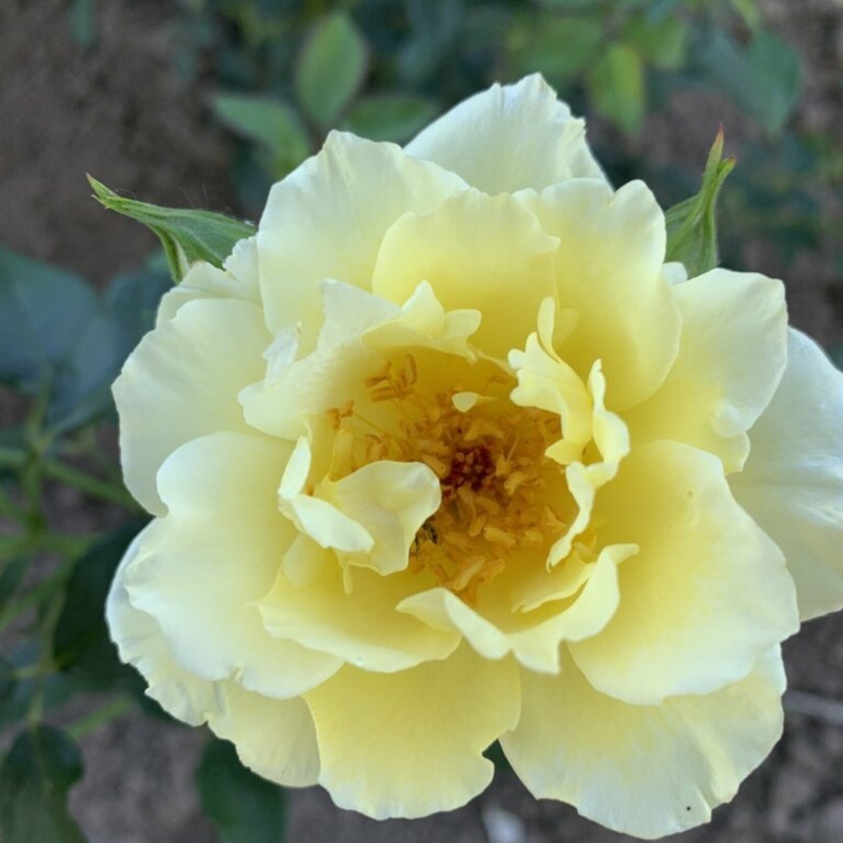 Rose Yukon Sun 2 gal