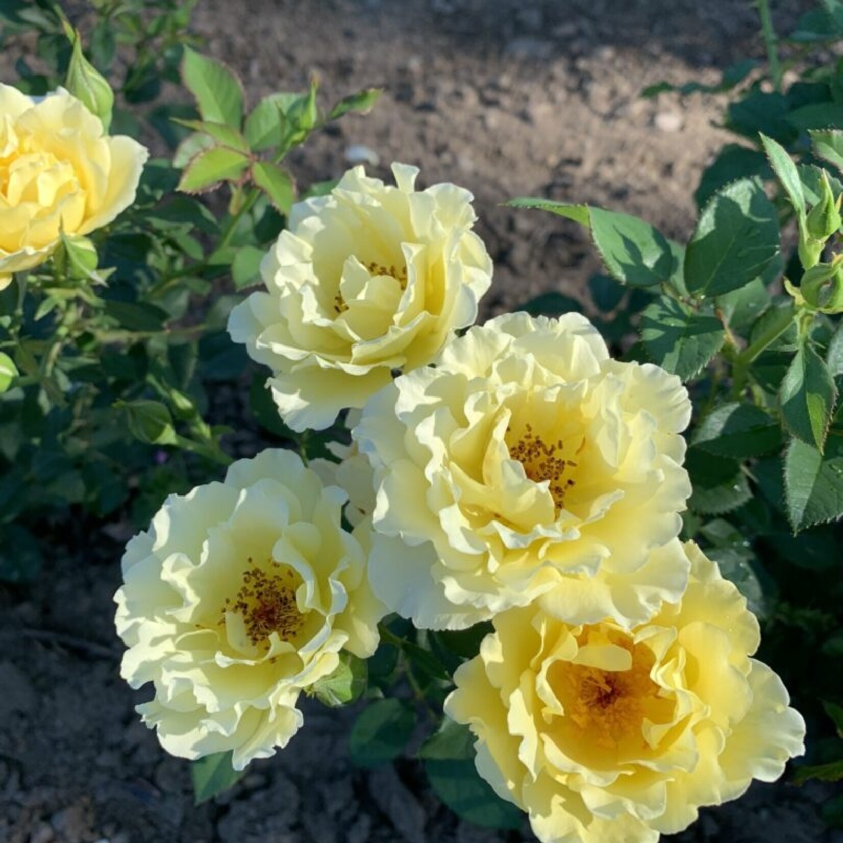 Rose Yukon Sun 2 gal