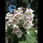 Catalpa Northern