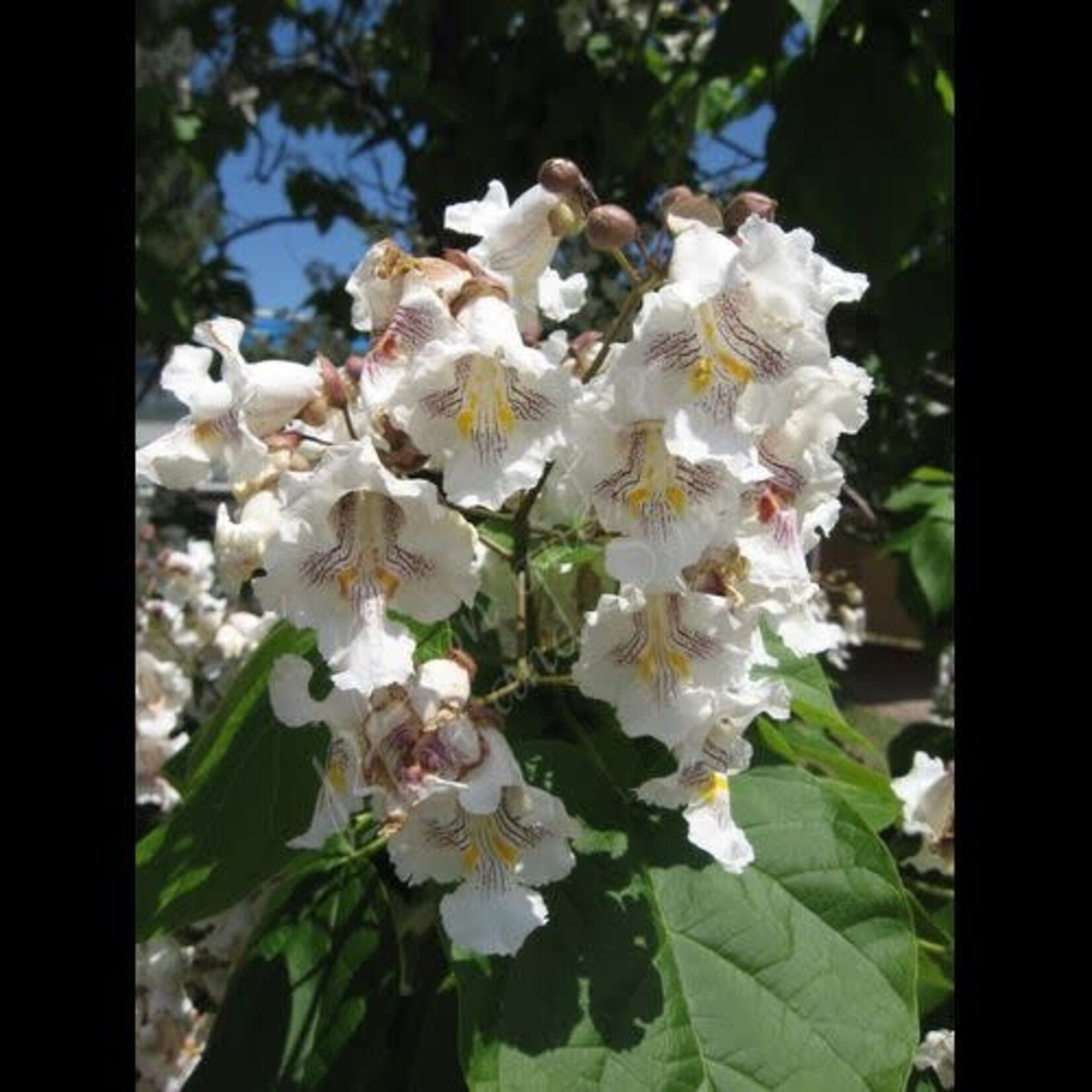 Catalpa Northern