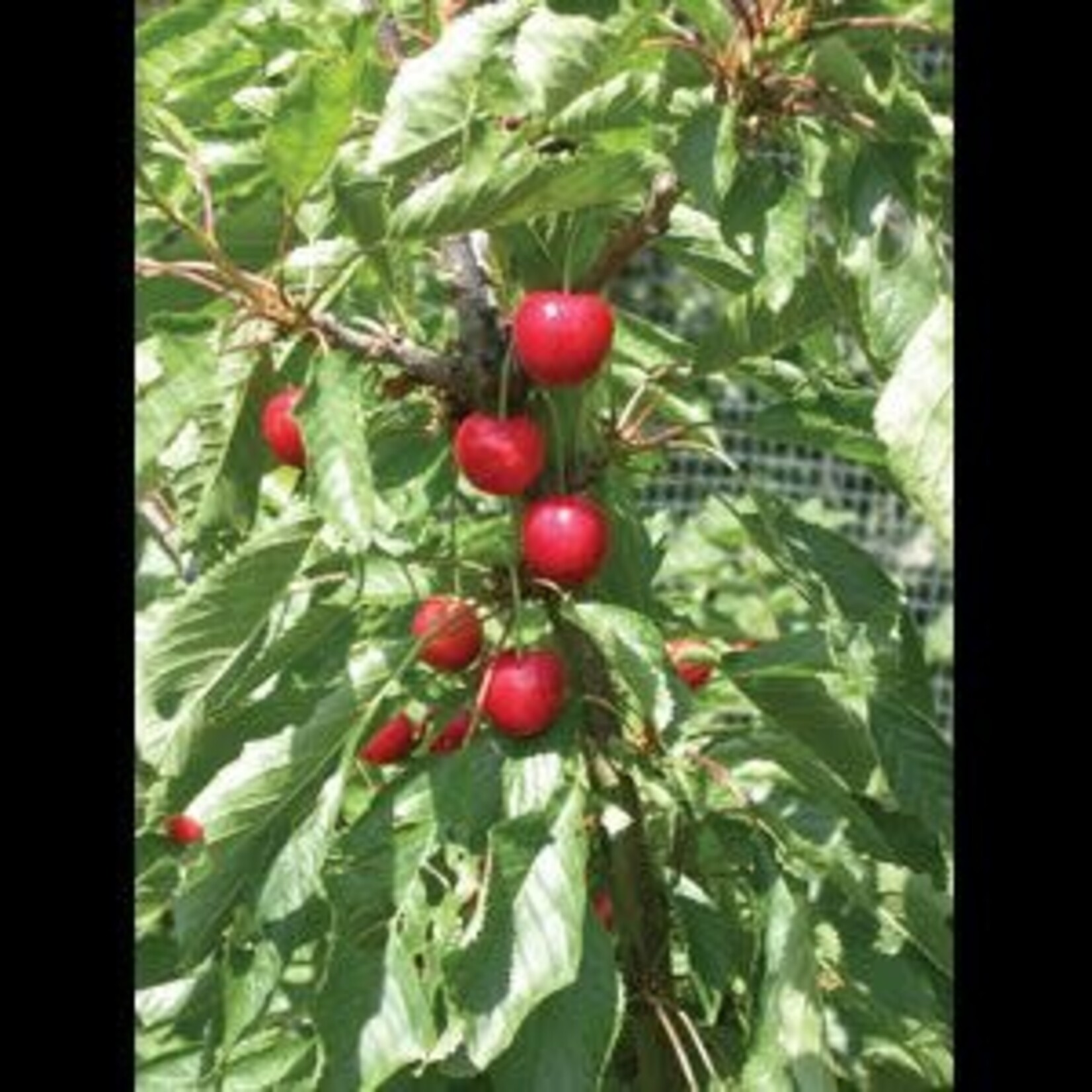 Cherry Juliet 5 gal tree form