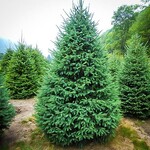 Spruce Montrose Charm 5 Gal