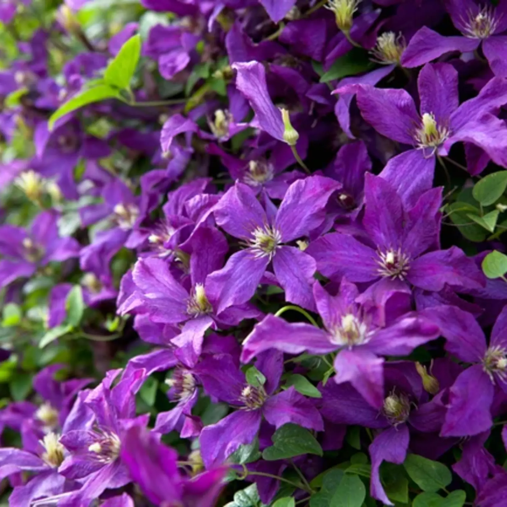 Clematis Polish Spirit 1 Gal