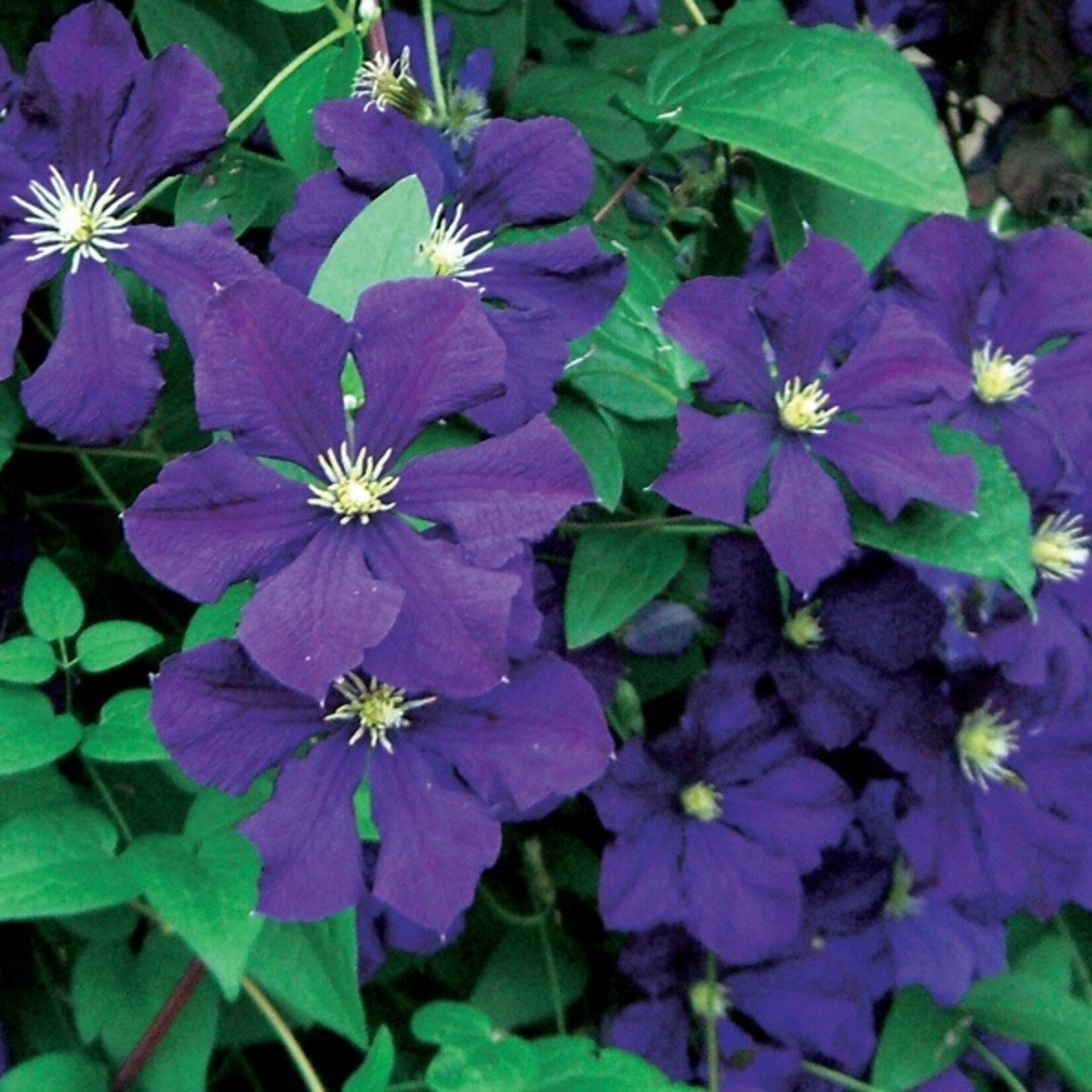 Clematis Jackmanii