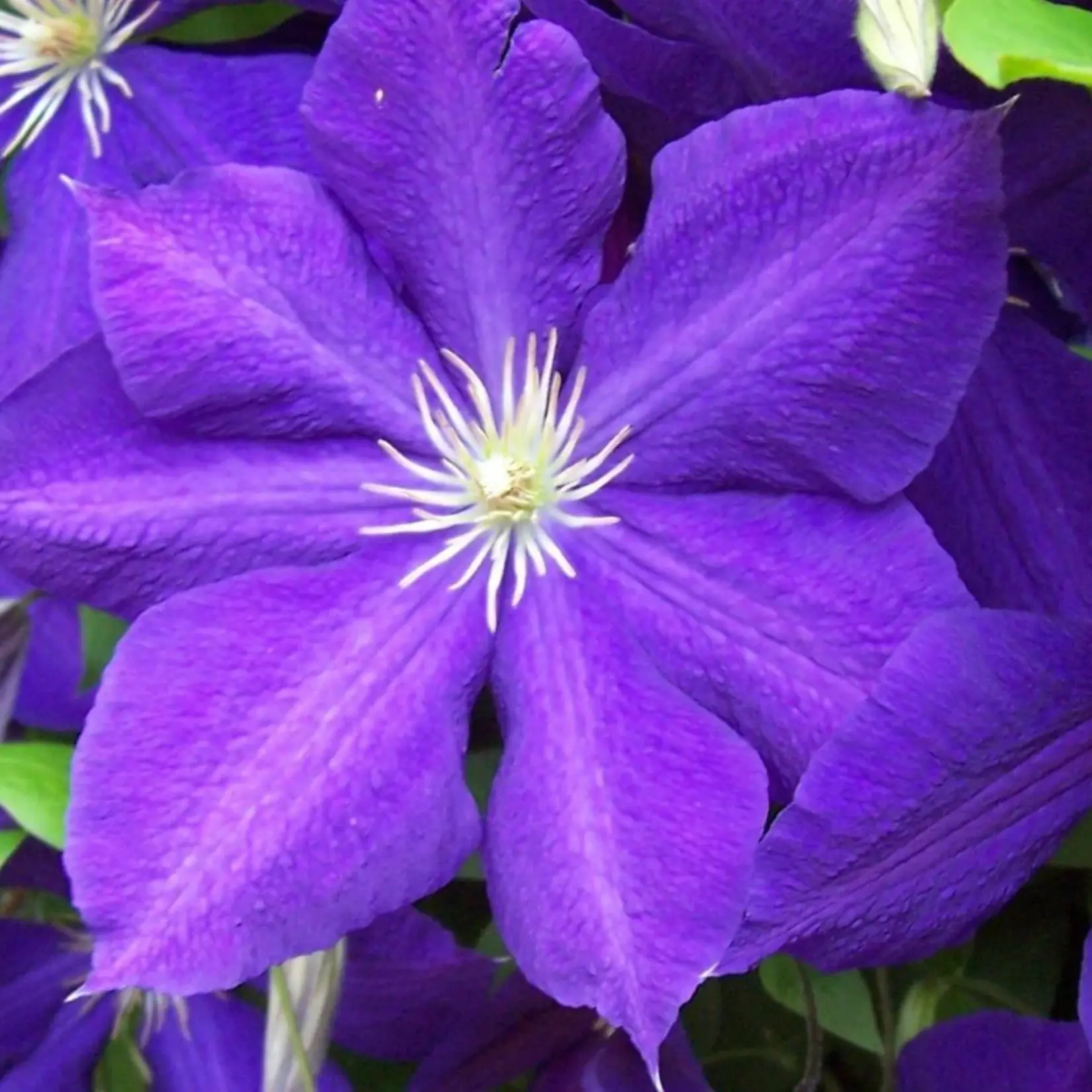 Clematis Jackmanii
