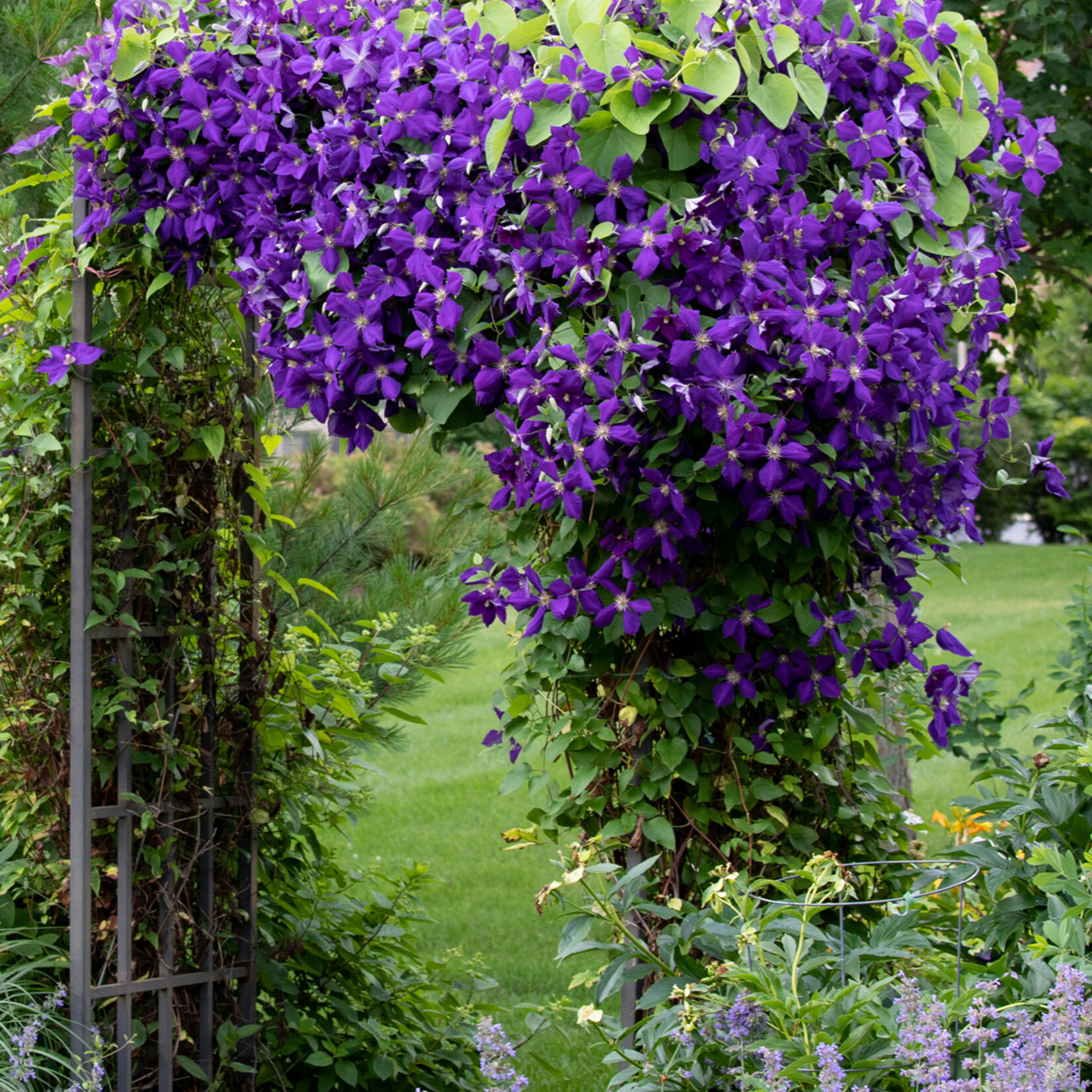 Clematis Jackmanii