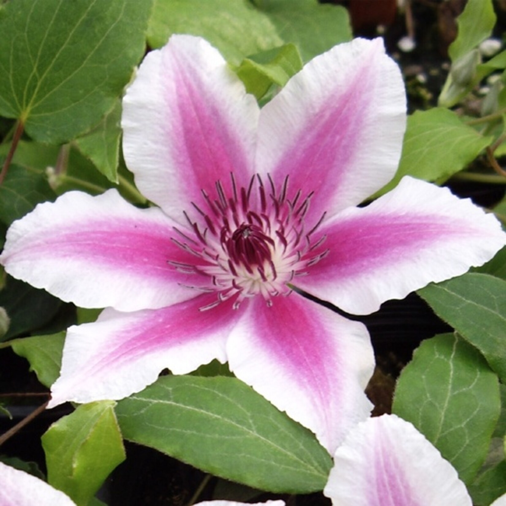 Clematis Carnaby 1 Gal
