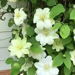 Clematis Guernsey Cream
