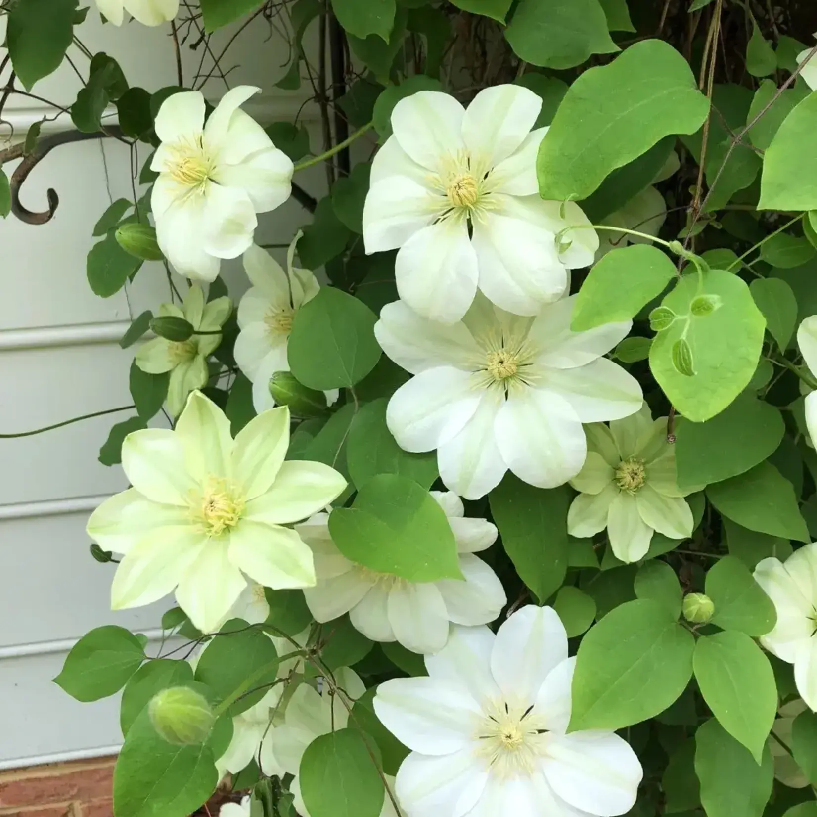 Clematis Guernsey Cream