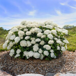 Hydrangea Flowerfull