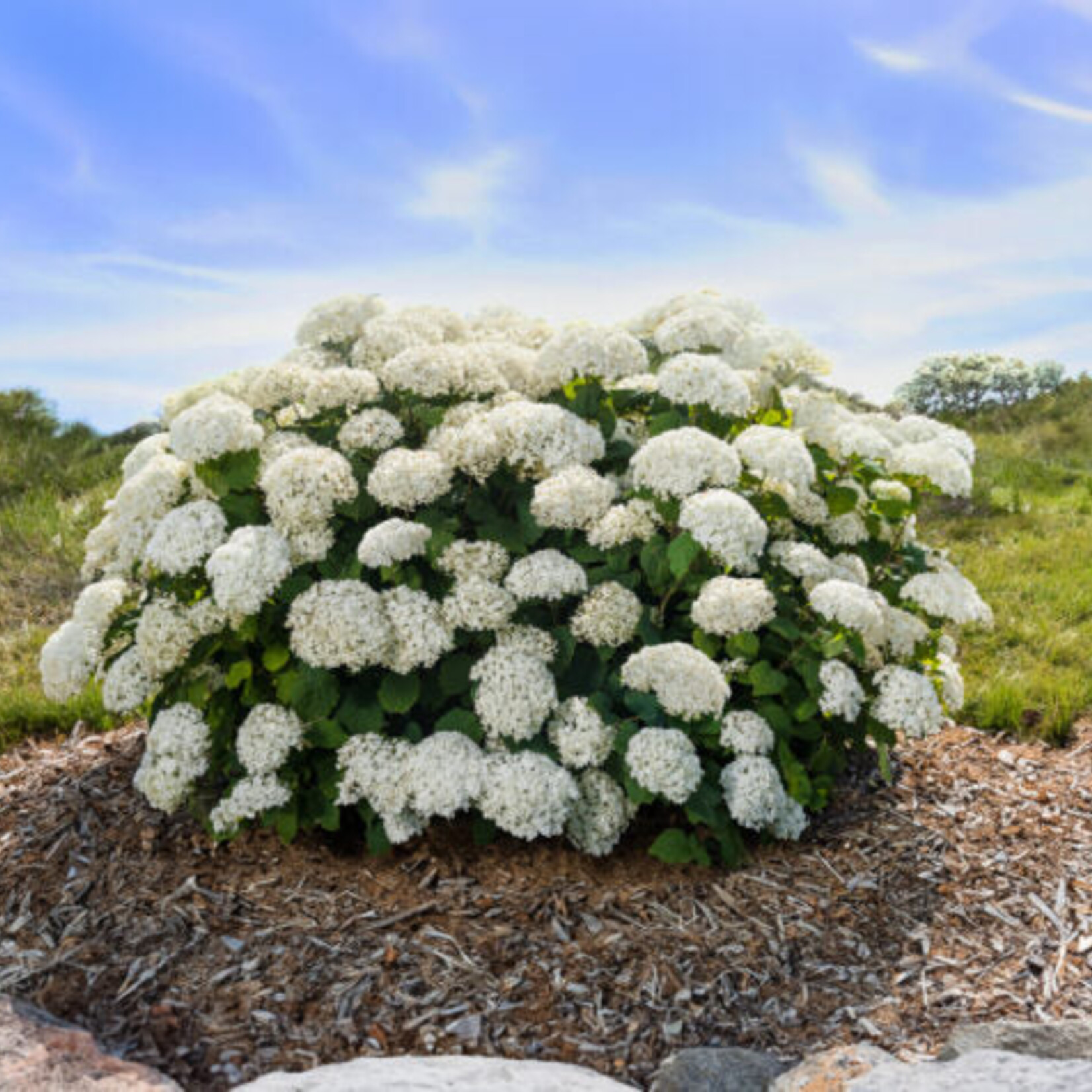 Hydrangea Flowerfull 2 gal