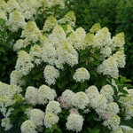 Hydrangea Quick Fire Fab