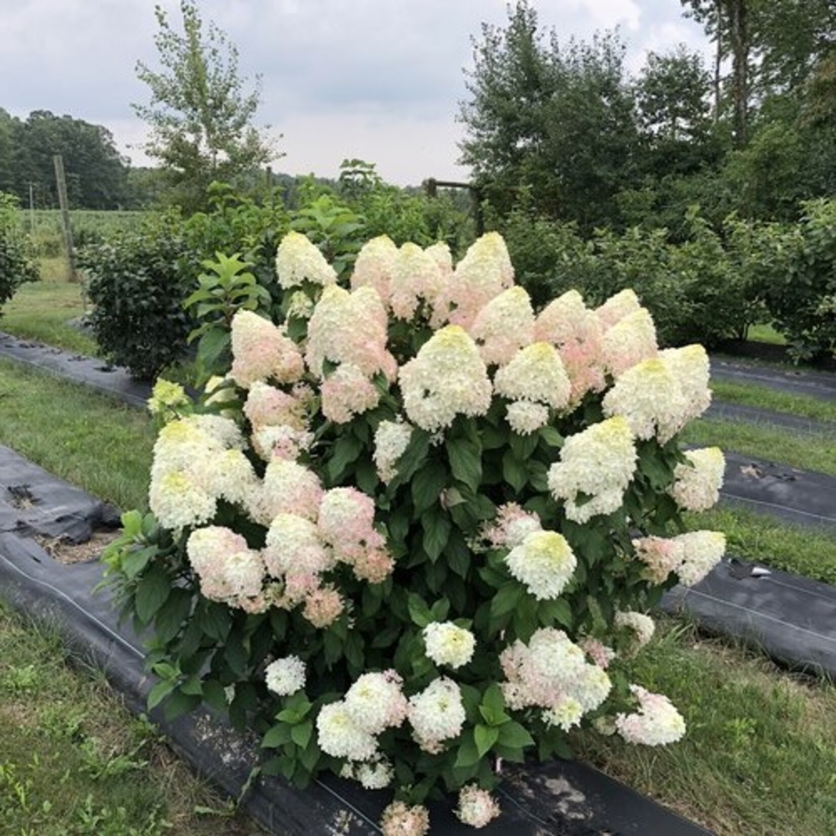 Hydrangea Quick Fire Fab 2 gal