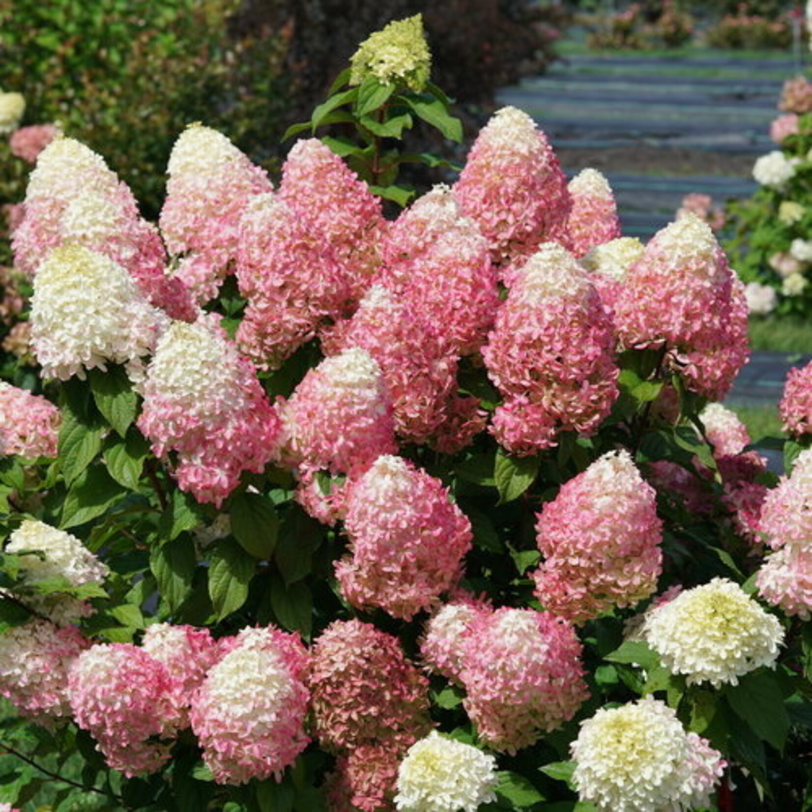 Hydrangea Quick Fire Fab 2 gal