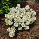 Hydrangea Tiny Quick Fire PW