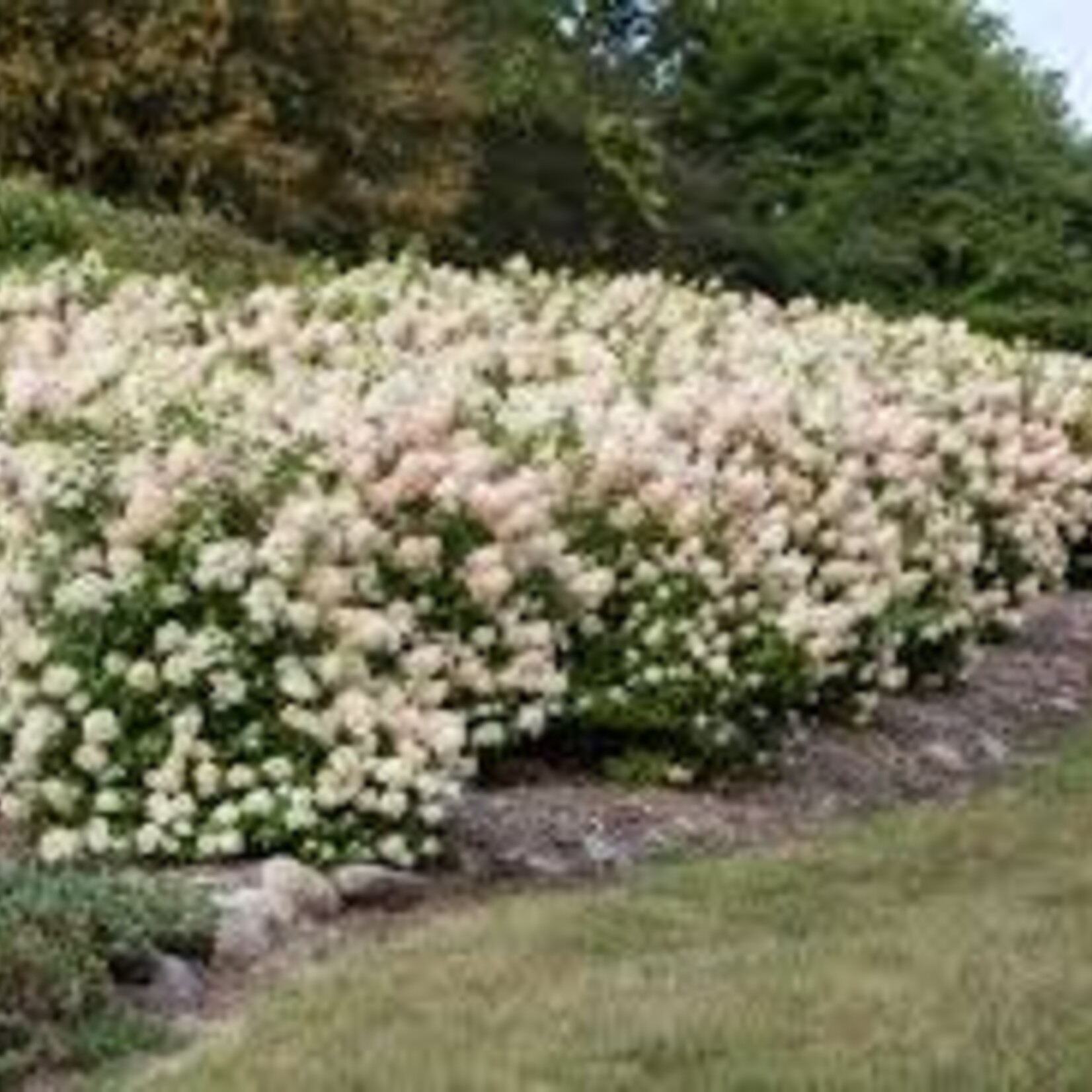 Hydrangea Strawberry Sundae