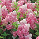 Hydrangea Strawberry Sundae