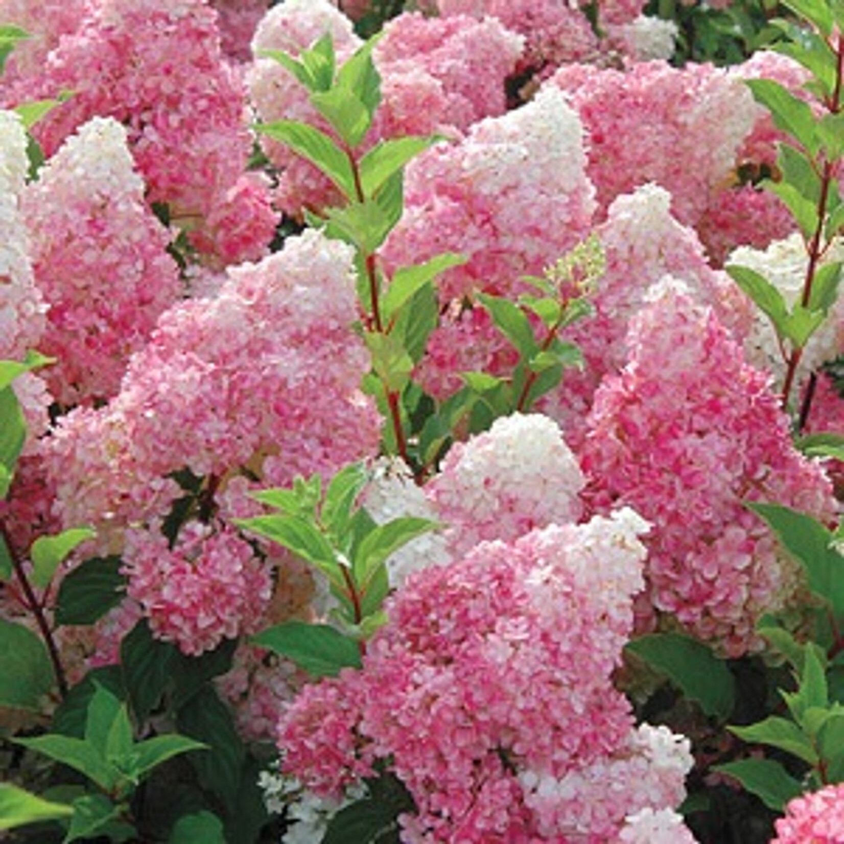 Hydrangea Strawberry Sundae