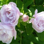 Rose Snow Pavement (white)