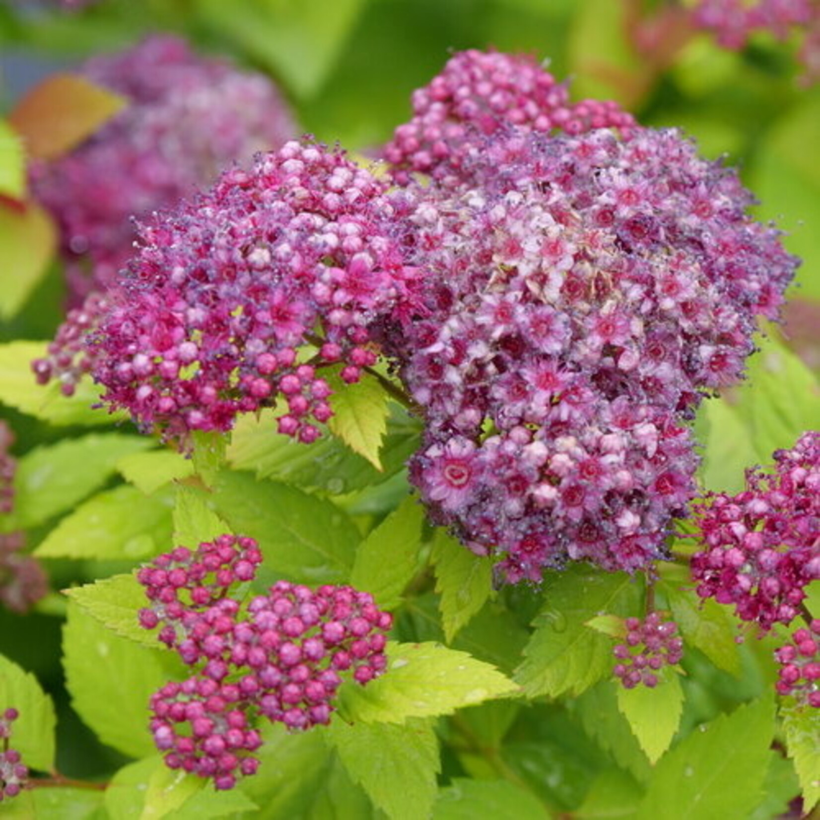 Spirea Double Play Dolly 2gal