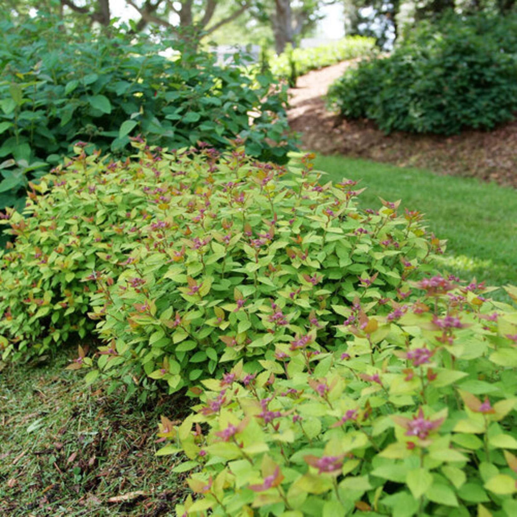 Spirea Double Play Dolly 2gal