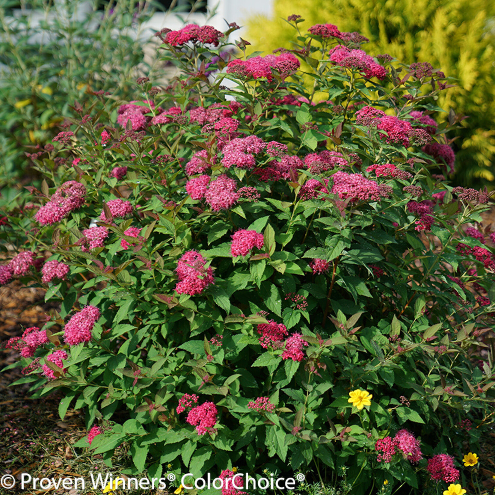 Spirea Double Play Doozie PW 2 gal