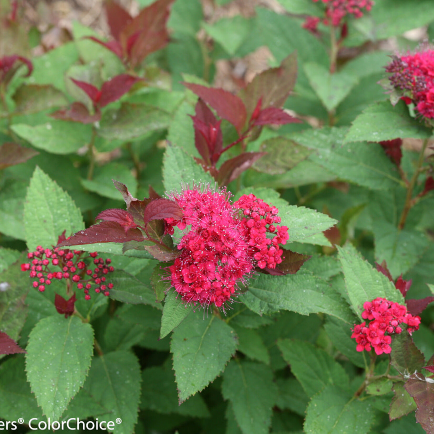 Spirea Double Play Doozie PW 2 gal