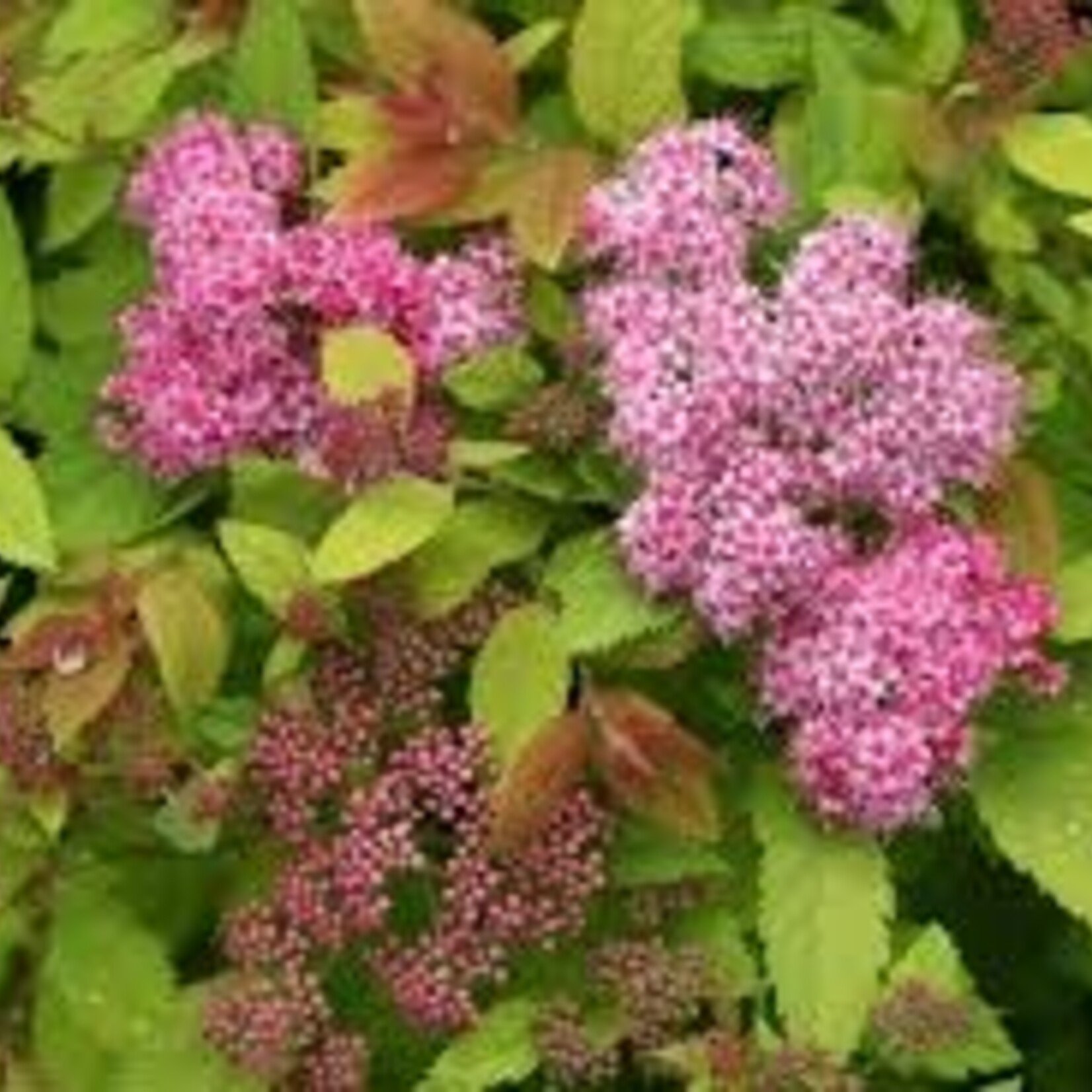 Spirea Double Play Big Bang 2gal