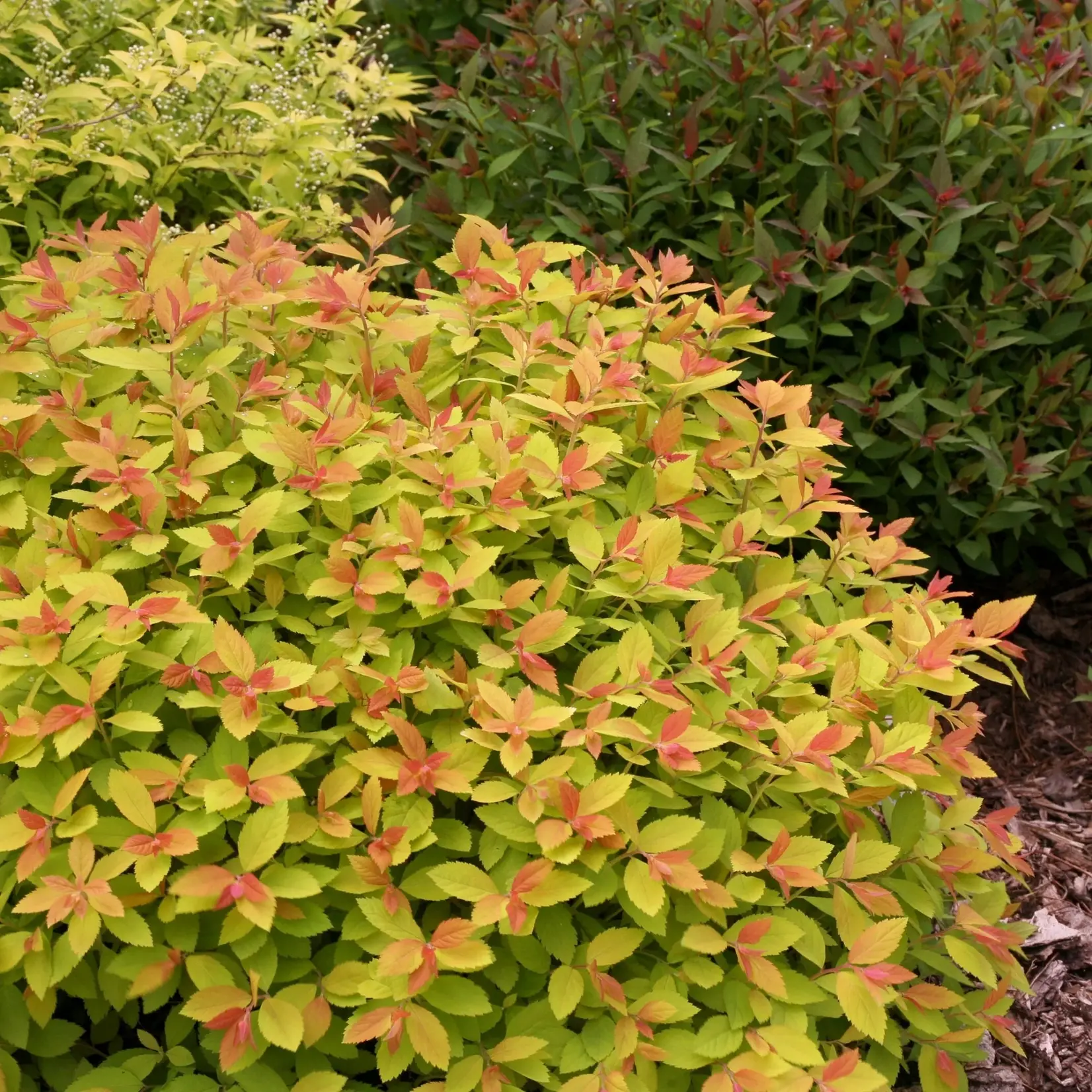 Spirea Double Play Big Bang 2gal